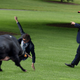 Illustration for article titled Heroic Secret Service Agent Takes Bull Intended For President